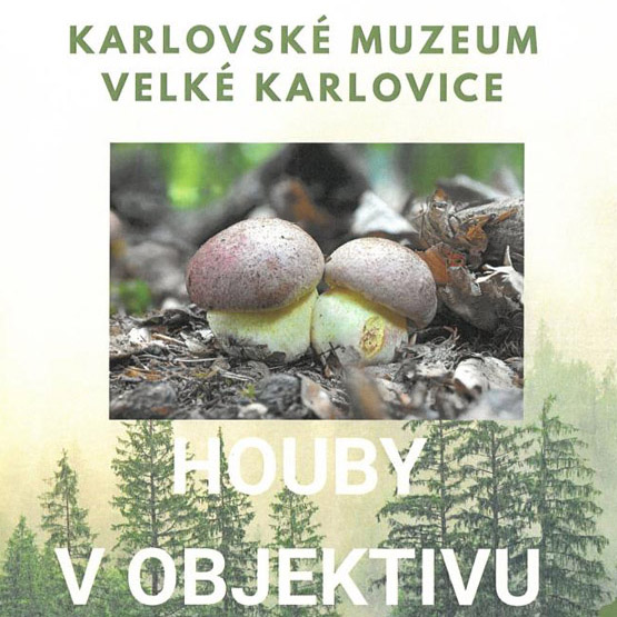velke-karlovice-houby-v-objektivu-2025-bigbn